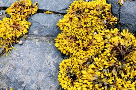 Attēlu rezultāti vaicājumam “Fucus vesiculosus”