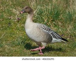 Attēlu rezultāti vaicājumam “Anser brachyrhynchus”