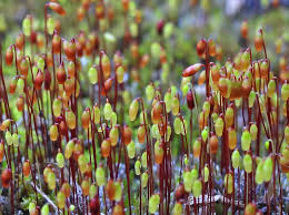 Attēlu rezultāti vaicājumam “Cribraria piriformis macro”