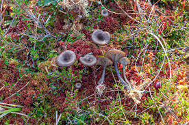 Attēlu rezultāti vaicājumam “Arrhenia spatulata”