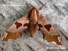 Attēlu rezultāti vaicājumam “Mimas tiliae”