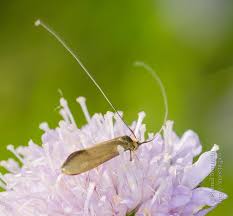 Attēlu rezultāti vaicājumam “Nemophora metallica”