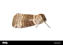 Attēlu rezultāti vaicājumam “Tetheella fluctuosa”