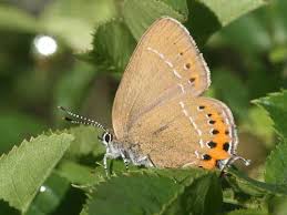Attēlu rezultāti vaicājumam “Satyrium pruni”