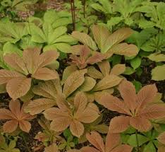 Image result for Rodgersia chocolate wings