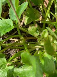 Attēlu rezultāti vaicājumam “Ficaria verna”