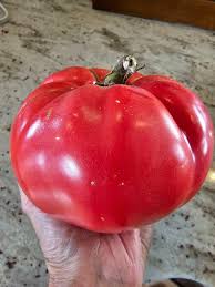 Afbeeldingsresultaat voor prudence purple tomato