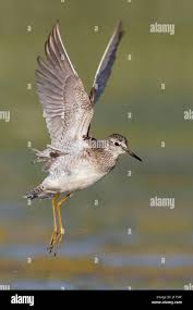 Attēlu rezultāti vaicājumam “Tringa glareola adult”