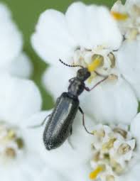 Attēlu rezultāti vaicājumam “Dasytes caeruleus imago”