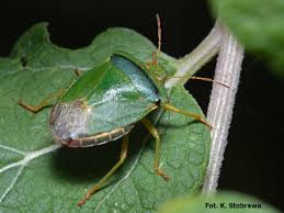 Attēlu rezultāti vaicājumam “Palomena prasina imago”