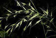 Attēlu rezultāti vaicājumam “Bromopsis benekenii”