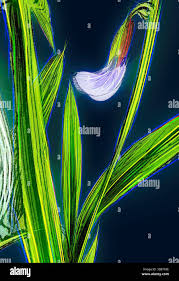 Attēlu rezultāti vaicājumam “Lathyrus palustris bud”