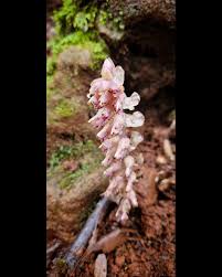 Attēlu rezultāti vaicājumam “Lathraea squamaria fruit”