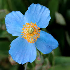 Image result for Meconopsis betonicifolia