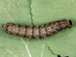 Attēlu rezultāti vaicājumam “Lithomoia solidaginis”