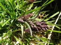 Attēlu rezultāti vaicājumam “Poa nemoralis fruit”