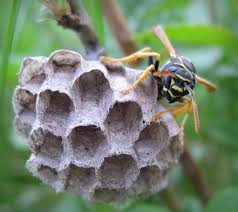 Attēlu rezultāti vaicājumam “Polistes nimpha”
