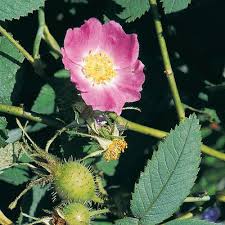 Attēlu rezultāti vaicājumam “Rosa villosa”