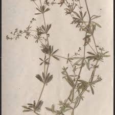 Attēlu rezultāti vaicājumam “Galium schultesii”