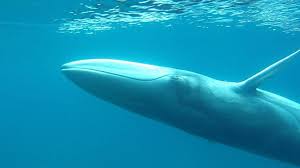 Image result for Balaenoptera bonaerensis
