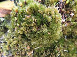 Attēlu rezultāti vaicājumam “Eucladium verticillatum”