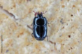 Attēlu rezultāti vaicājumam “Histeridae”