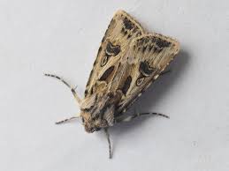 Attēlu rezultāti vaicājumam “Agrotis vestigialis”