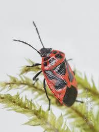 Attēlu rezultāti vaicājumam “Eurydema dominulus”