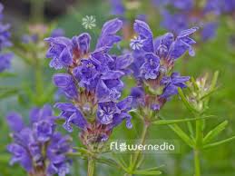 Attēlu rezultāti vaicājumam “Dracocephalum ruyschiana flower”
