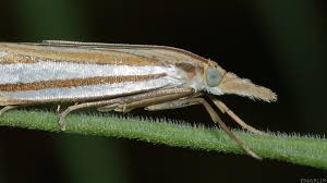 Attēlu rezultāti vaicājumam “Crambus”