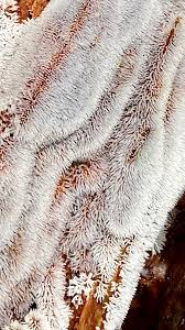 Attēlu rezultāti vaicājumam “Comatricha sp.”