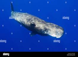 Image result for Physeter macrocephalus