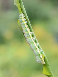 Attēlu rezultāti vaicājumam “Pheosia tremula”