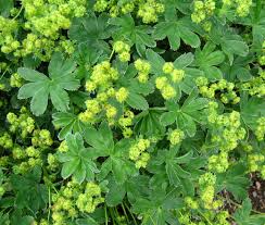 Attēlu rezultāti vaicājumam “Alchemilla subcrenata  flower”