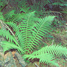 Attēlu rezultāti vaicājumam “Dryopteris filix-mas”