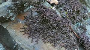 Attēlu rezultāti vaicājumam “Frullania tamarisci macro”