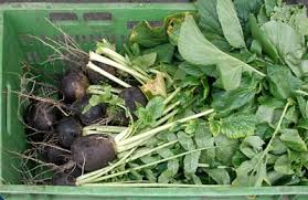 Image result for Rettich