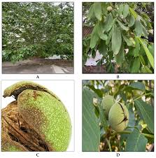 Attēlu rezultāti vaicājumam “Juglans regia fruit”