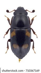 Attēlu rezultāti vaicājumam “Glischrochilus quadripunctatus”