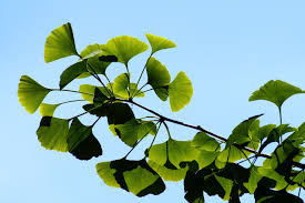 Attēlu rezultāti vaicājumam “Ginkgo biloba leaf”