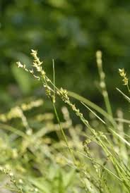 Attēlu rezultāti vaicājumam “Carex scandinavica”