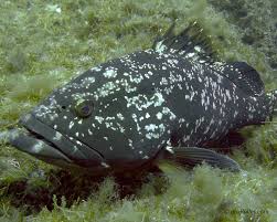 Image result for Epinephelus marginatus