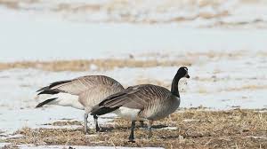 Attēlu rezultāti vaicājumam “Branta canadensis adult”