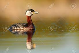 Attēlu rezultāti vaicājumam “Podiceps grisegena”