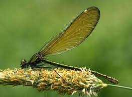Attēlu rezultāti vaicājumam “Calopteryx virgo”