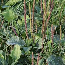 Attēlu rezultāti vaicājumam “Plantago major subsp. intermedia”