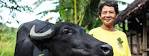 "dating sites asian Buffalo"