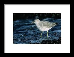 Attēlu rezultāti vaicājumam “Calidris canutus”