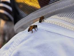 Image result for Boccia In Epsom & Ewell (Bees)