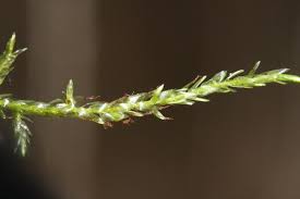 Attēlu rezultāti vaicājumam “Straminergon stramineum”